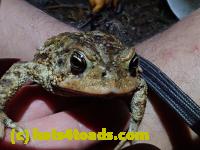 /home//u458753944/public_html/sourcegallery///Roxborough Toad Detour/2021/2021-03-26/P3260019.JPG